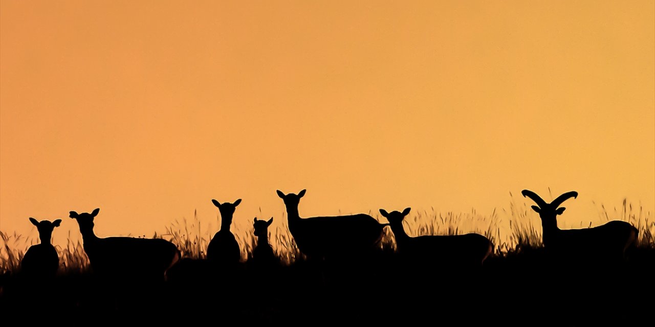 Konya’da 60 bin hektarlık alanda korunuyorlar, sayıları her geçen yıl artıyor