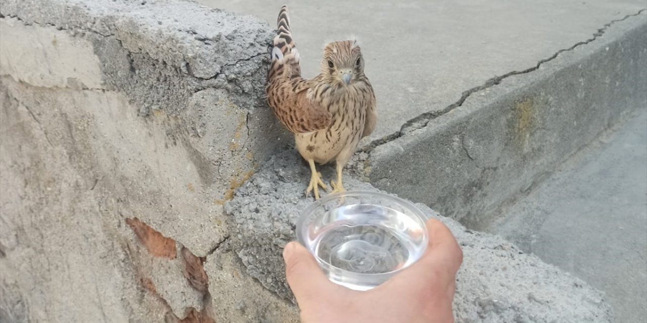 Kavurucu sıcaktan etkilenen kerkenez bu halde bulundu