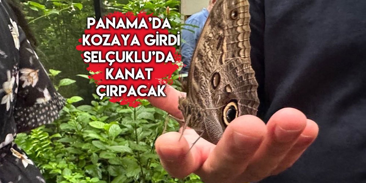 İmzalar atıldı! Panama’da yetişen kelebekler Konya’da uçacak