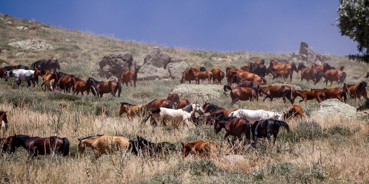 Konya’nın komşu ilinde krater çukurunda yaşayan yabani atlar bölge halkının korumasında