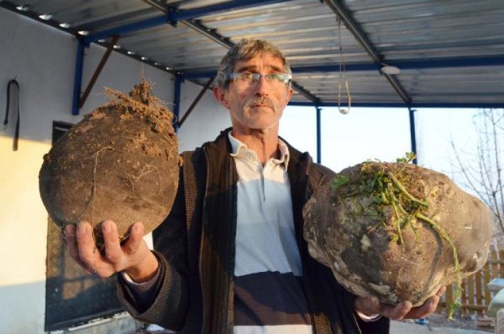 10 kiloluk turp şaşırtıyor