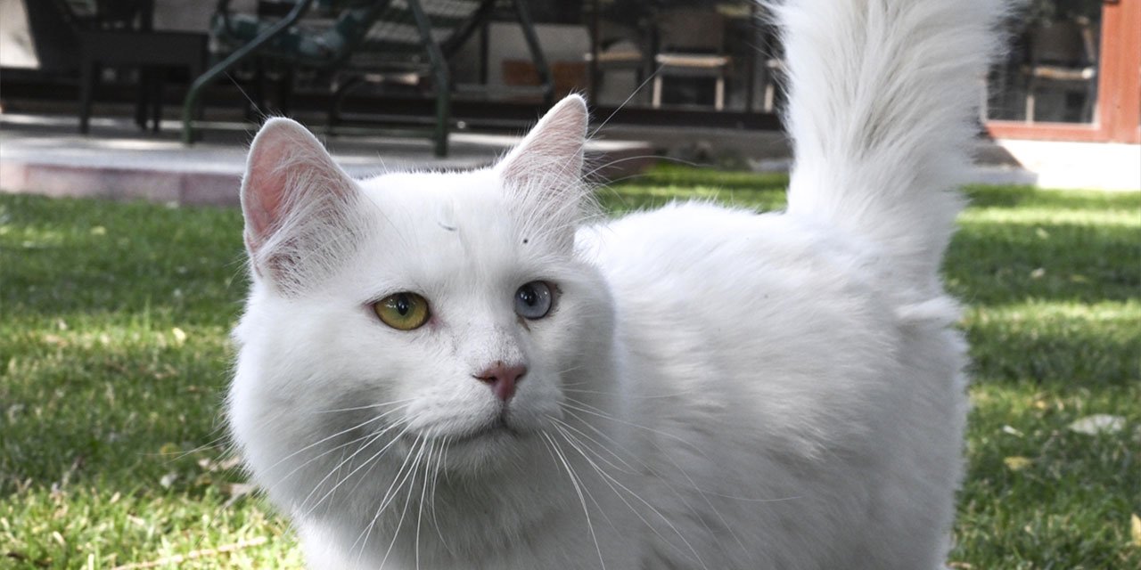Ayasofya’nın yeni kedisi ‘Seymen’