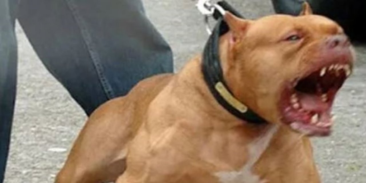 Pitbullun saldırdığı köpeğini korurken yaralandı