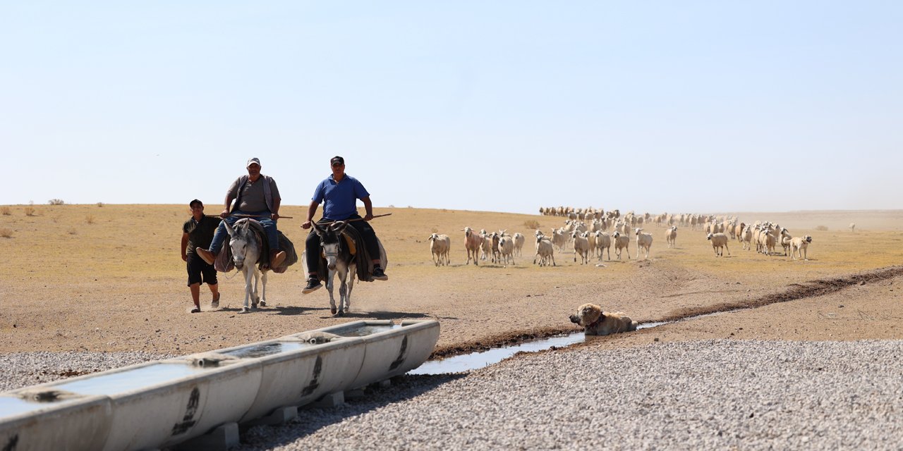 Konya’da merada otlayan hayvanlar suya kavuşuyor