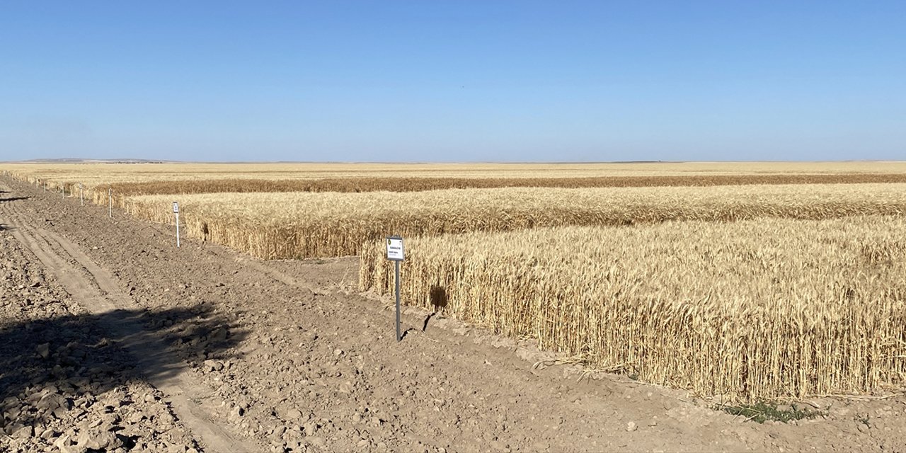 Konya şartlarına uygun yeni tarım ürünleri deneyden geçiyor