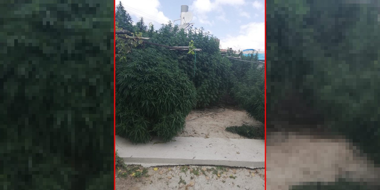 Konya'da bahçede hint keneviri yetiştiren şüpheli yakalandı