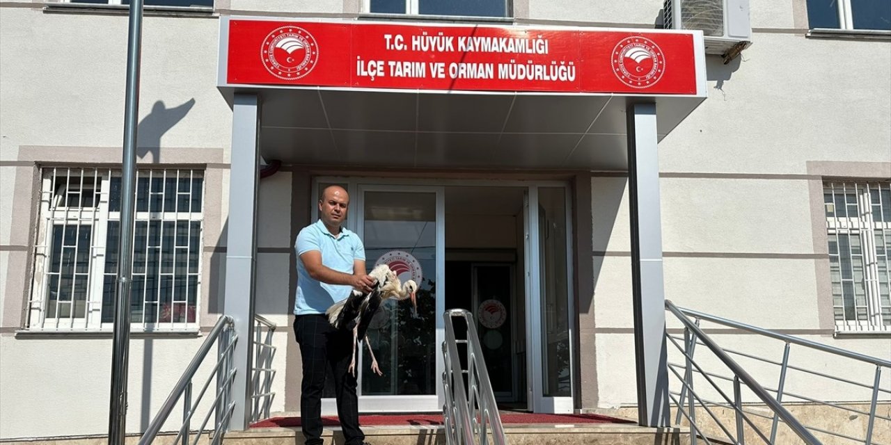 Konya’da yaralı bulunan leyleğe belediye sahip çıktı