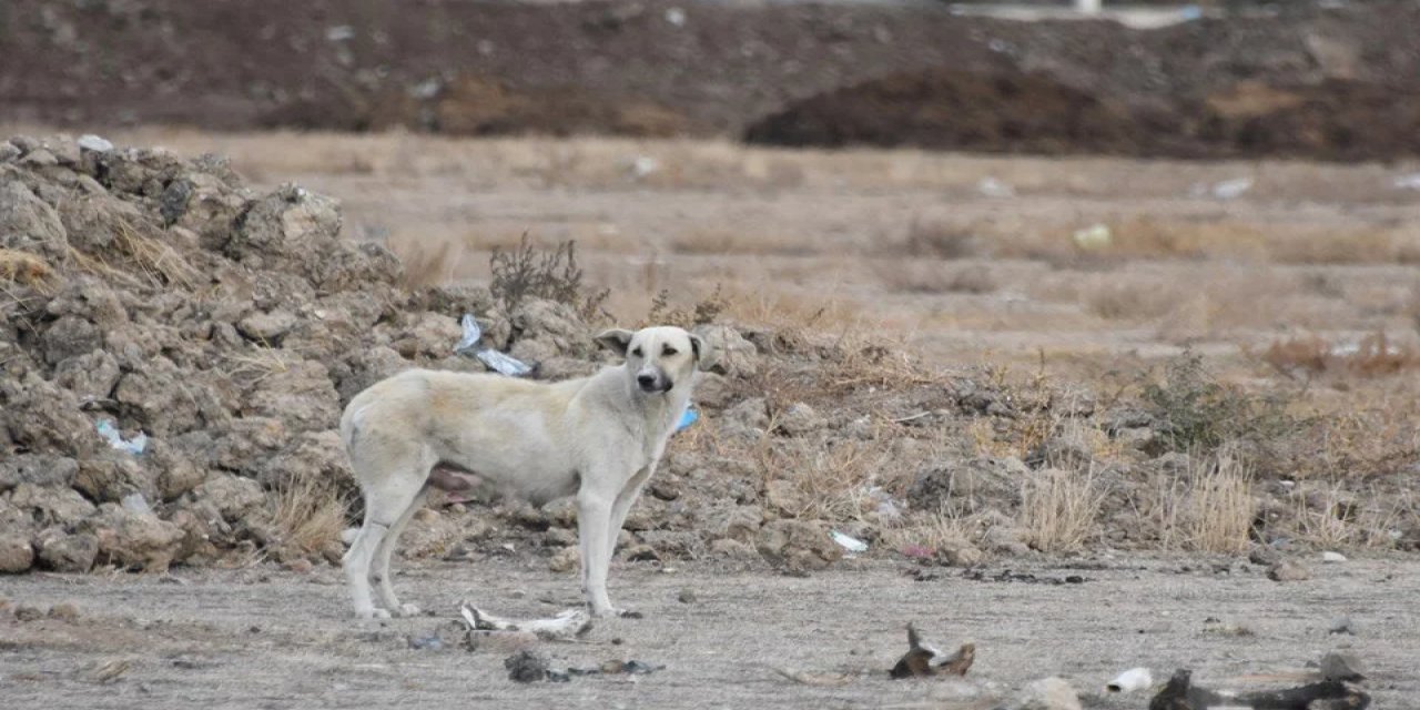 Konya’da sokak köpeği dehşeti