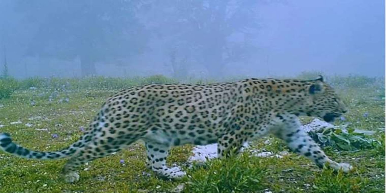 Nesli tükenmekte olan Anadolu parsı görüldü