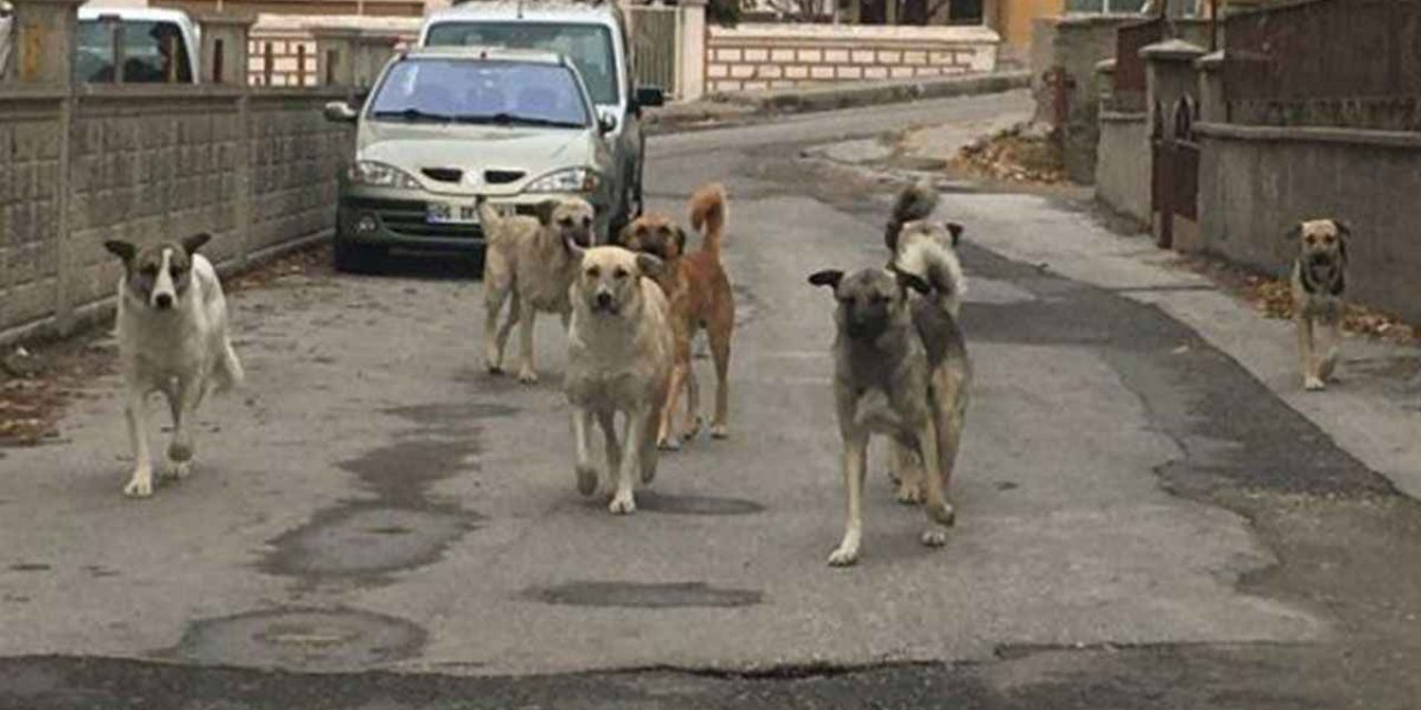 Konya’da okula giden çocuğa sokak köpekleri saldırdı