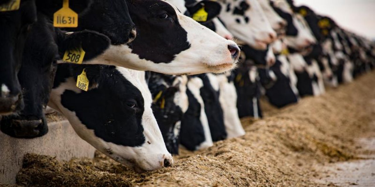 Et ve Süt Kurumu, üreticilere ceza iddialarına açıklama getirdi