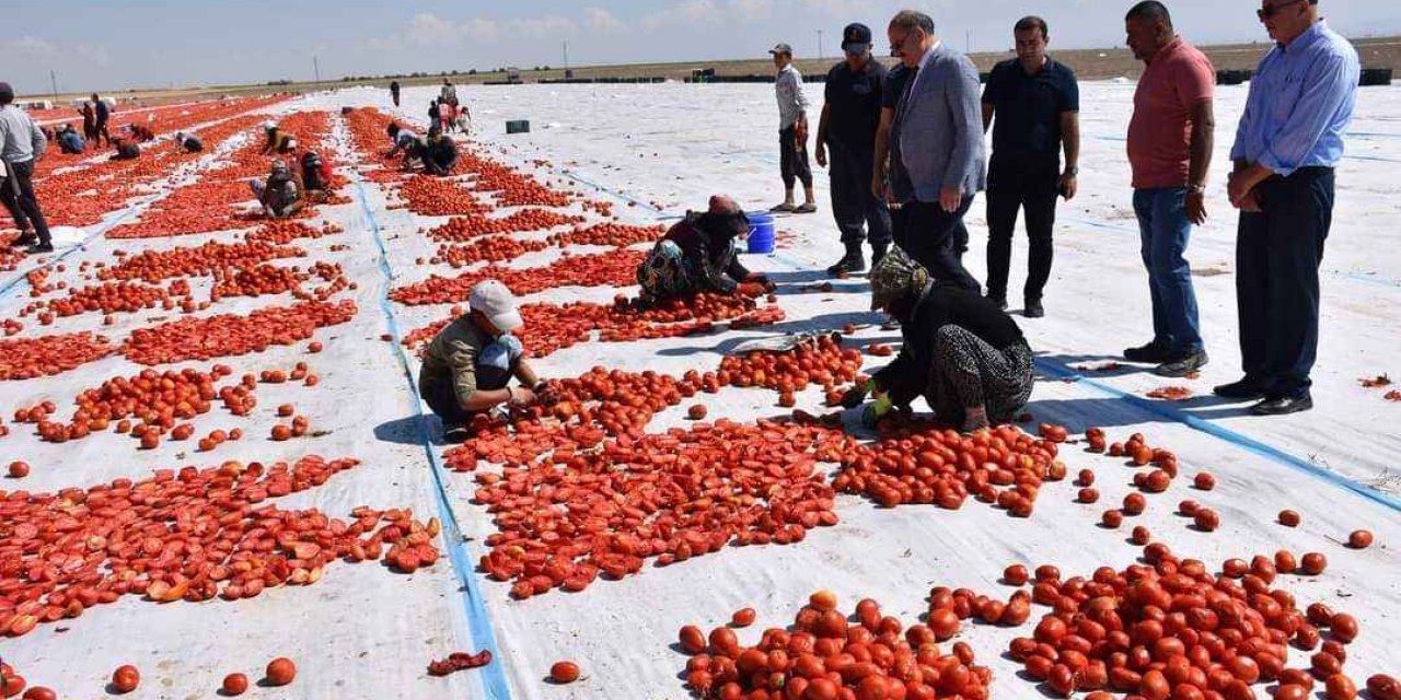 Sanayiciler fiyatı düşürdü, Konyalı domates üreticisi boykot edecek