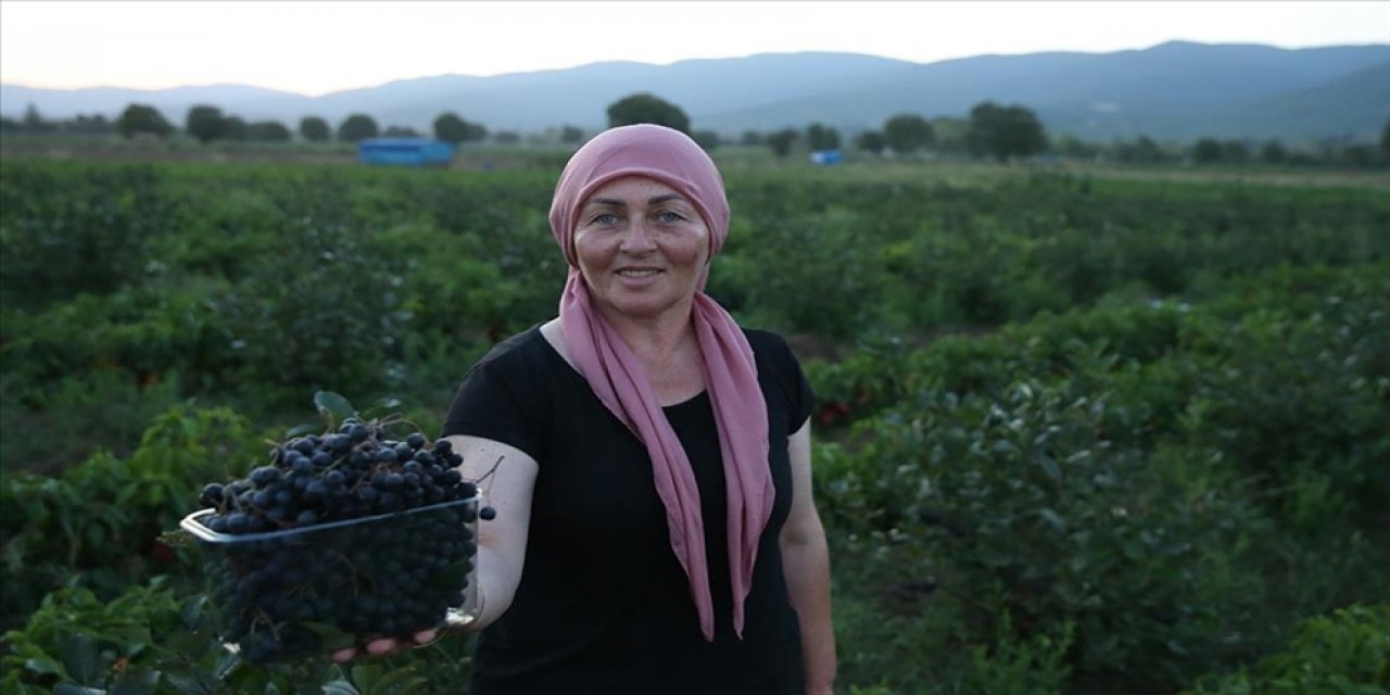 Kadın muhtardan köyünde süper meyve atılımı