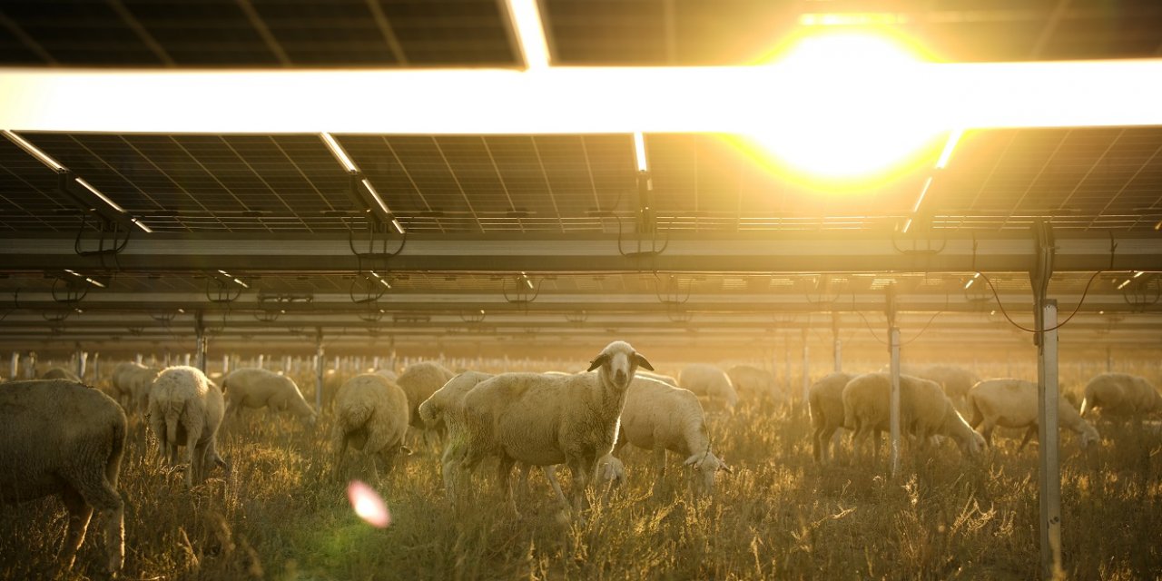 Konya’daki dev GES sahasını koyunlar bastı