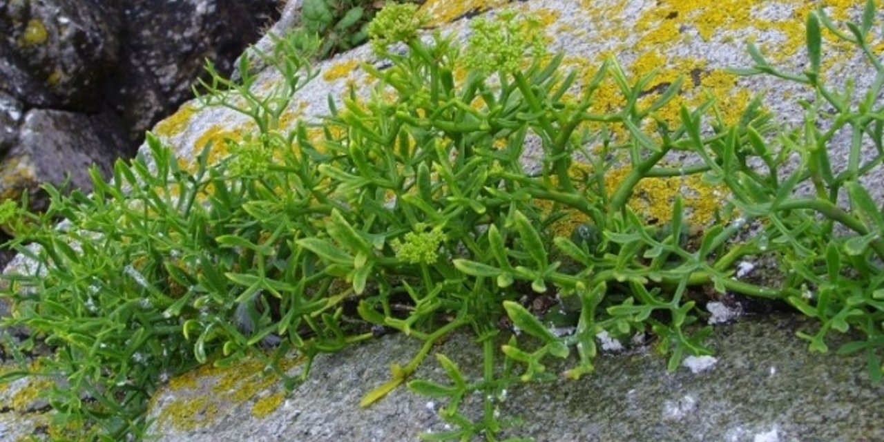 Kaya koruğu nedir? Faydaları nelerdir?