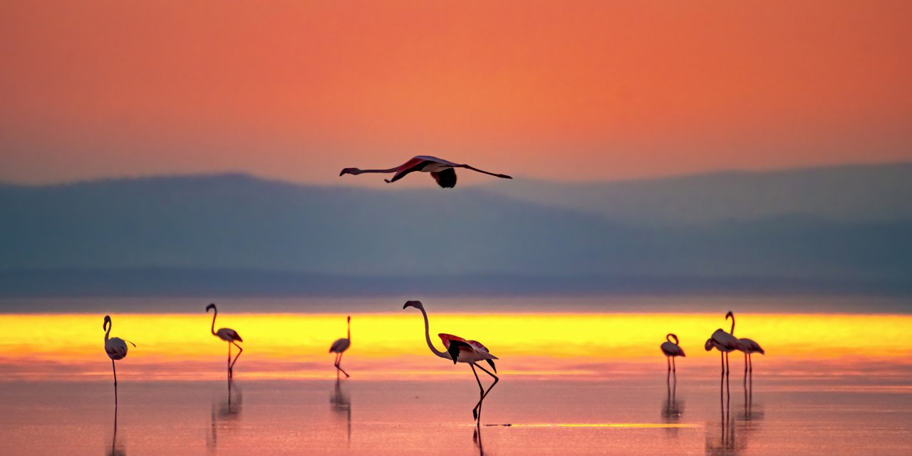 Tuz Gölü'nün misafirleri flamingoların göçü başladı