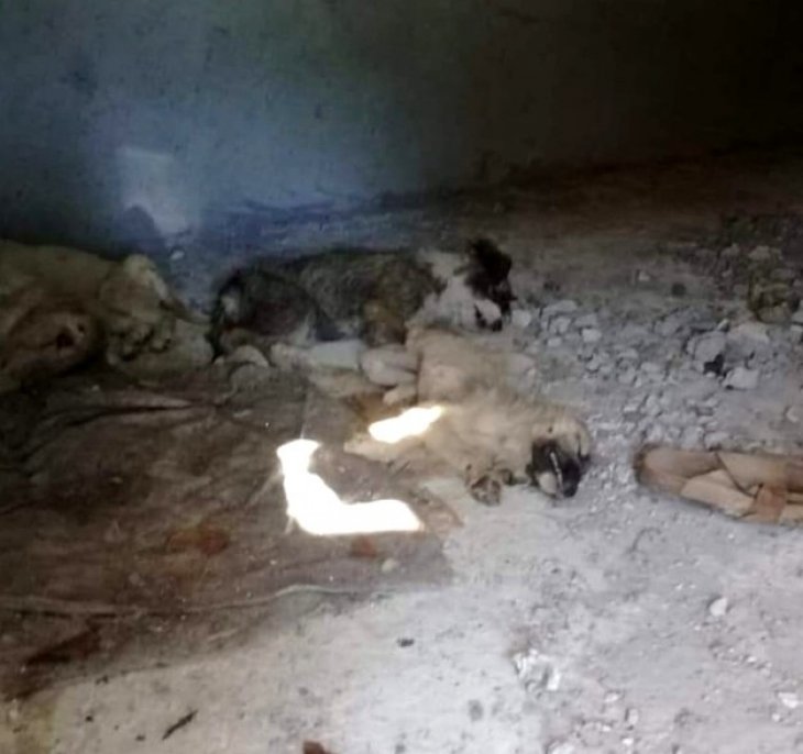 12 yavru köpeğin zehirlenerek öldürüldüğü iddiası