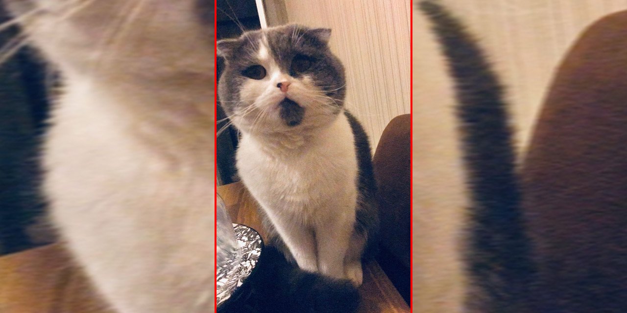 Konya’da “Dali” isimli kediyi bulana 10 bin TL ödül