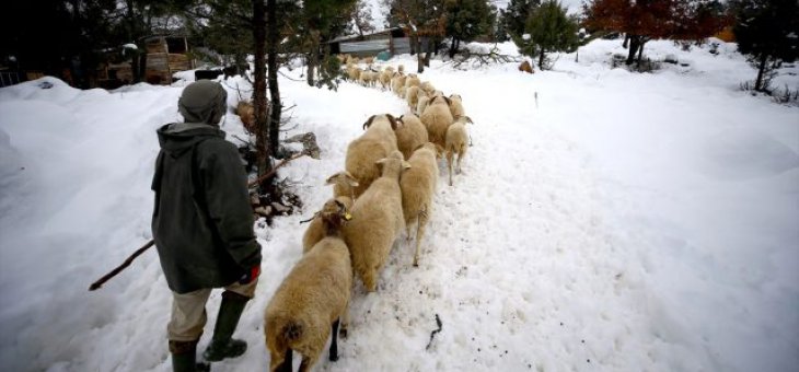 Konya’da çobanların karla kaplı yaylalardaki zorlu yaşam mücadelesi