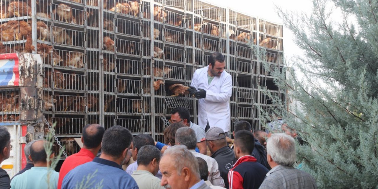 Konya’da bir belediyeden 800 aileye kümes hayvanı desteği
