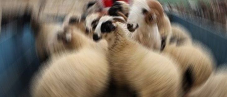 Konya'da çalınan koyunlar Aksaray'da satılmış