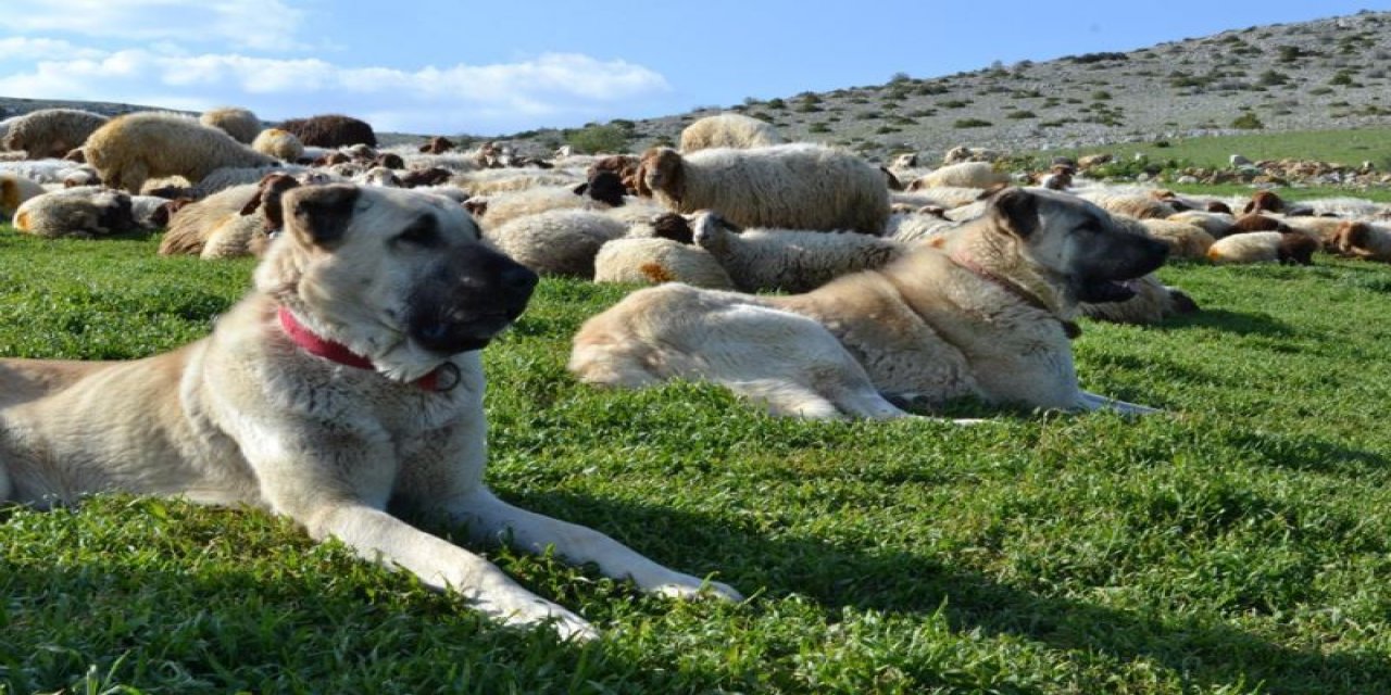Konya’da 5 kangal köpeği zehirlendi