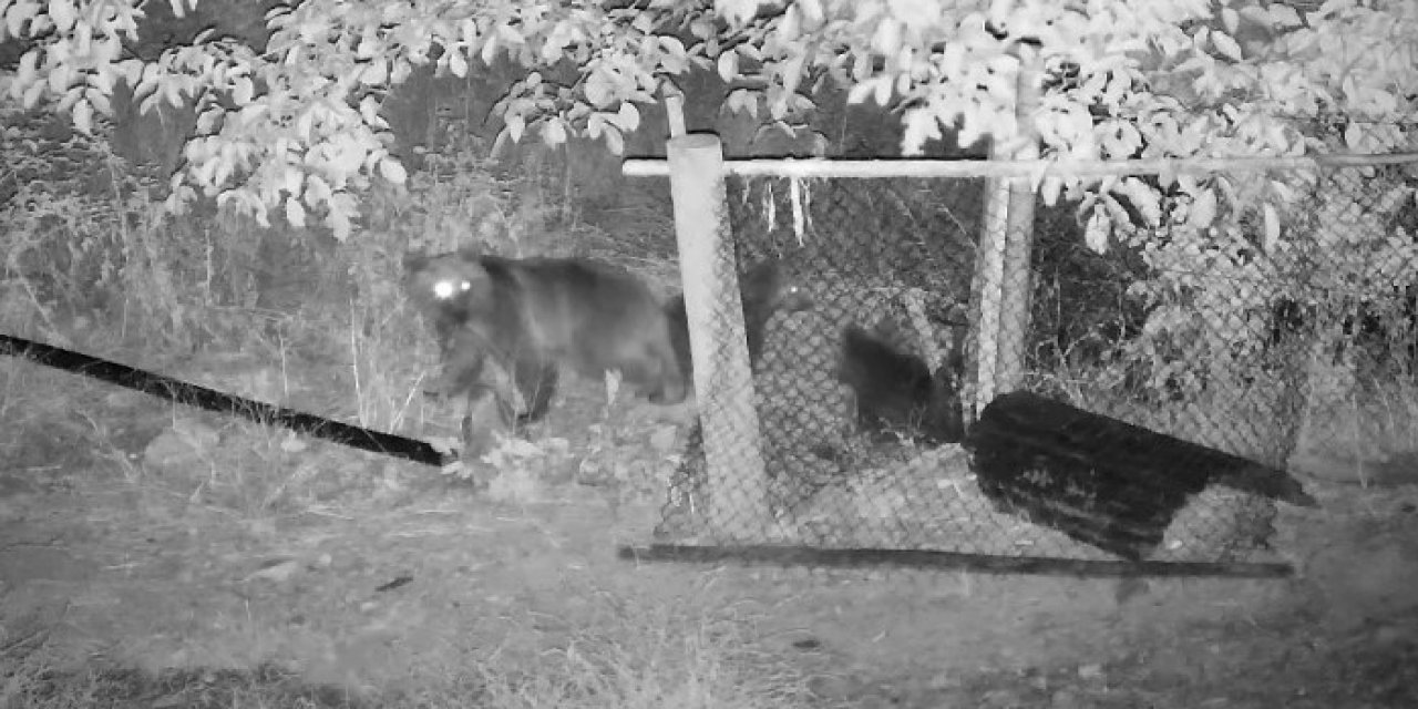 Ceviz yemeye gelen ayılar güvenlik kamerasına takıldı