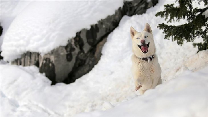 Sibirya kurdu 'Fıstık'ın ilk kar sevinci