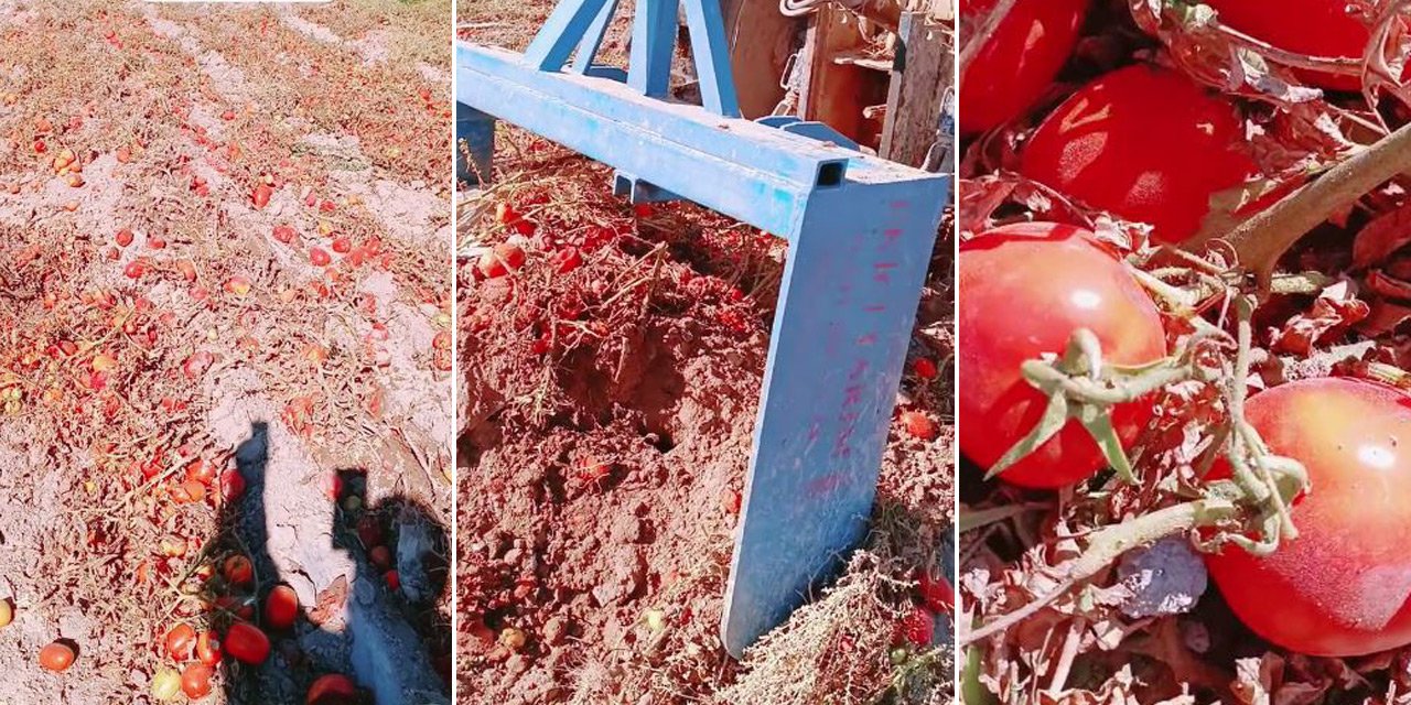 Konya’da fiyatı beğenmeyen çiftçi, domates ekili tarlayı sürdü
