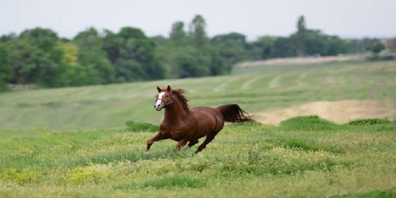 Yarış atı 'Özgünhan'ın yavrusu rekor fiyatla satıldı