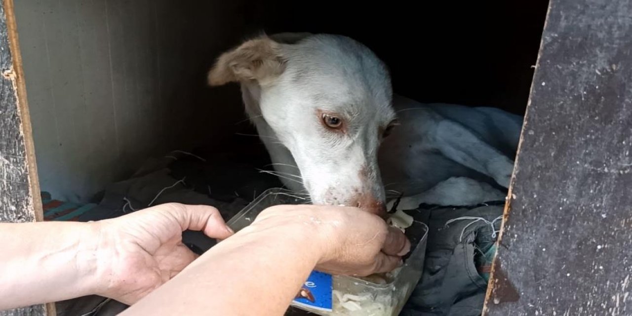 Yaralı köpeğe uzatılan el onu hayata bağladı