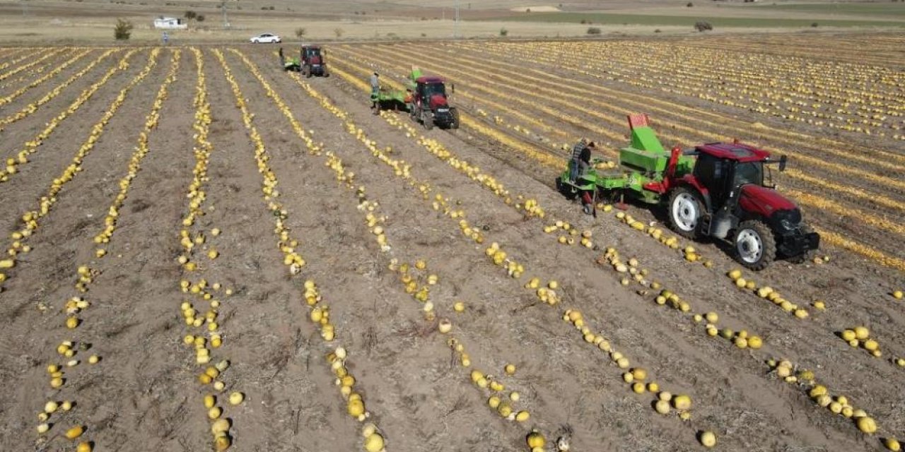 Sarı altının hasadı başladı! Yerinde kilosu 130 lira