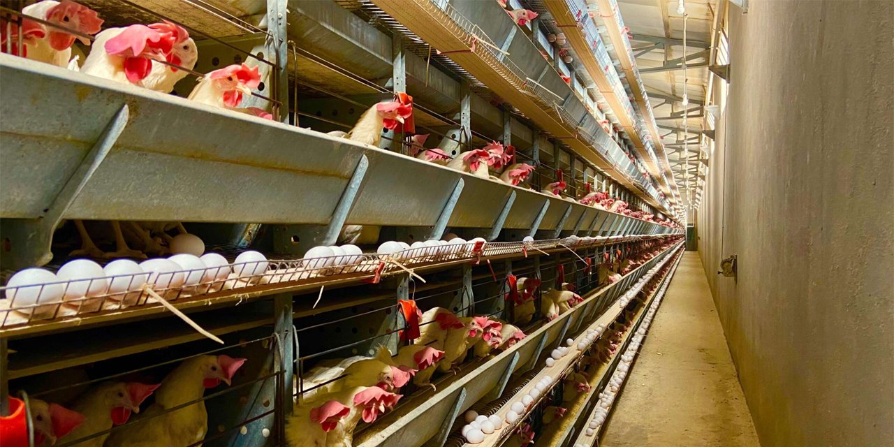 Yumurta üreticisi onlarca firmaya ceza talebi