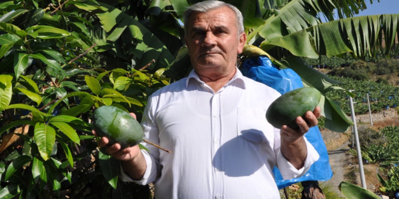 Bahçesine ektiği mangolardan 200 bin lira gelir elde etti