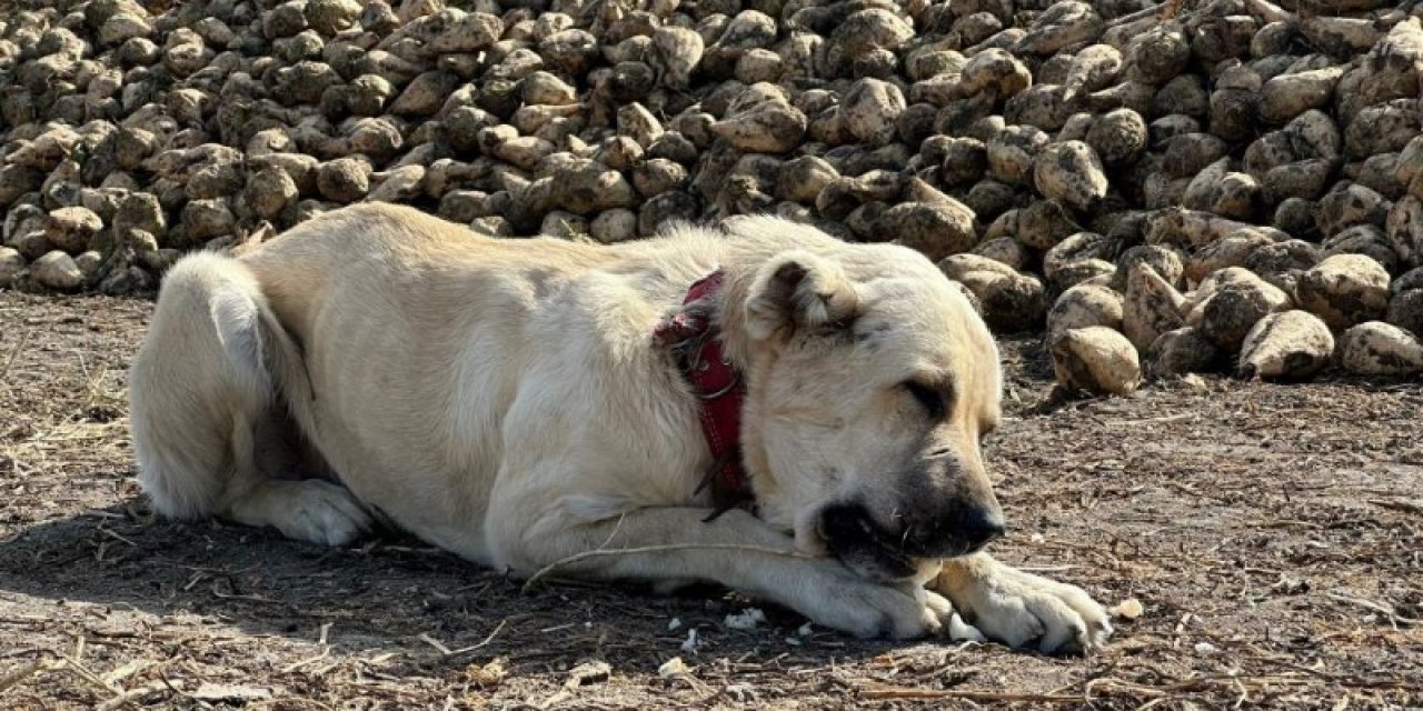 Bu köpek günde 4 kilogram pancar yiyor