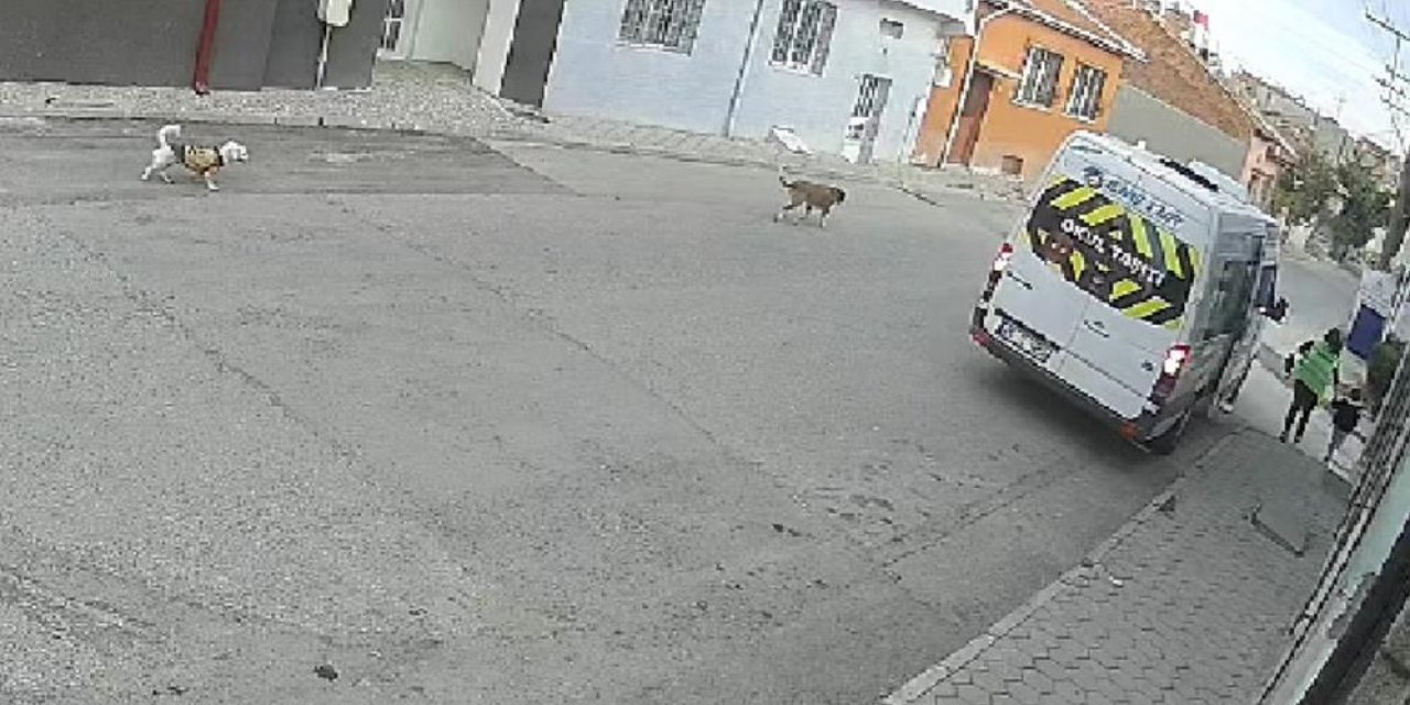 Servis şoförü yolda yatan köpeği ezip kaçtı