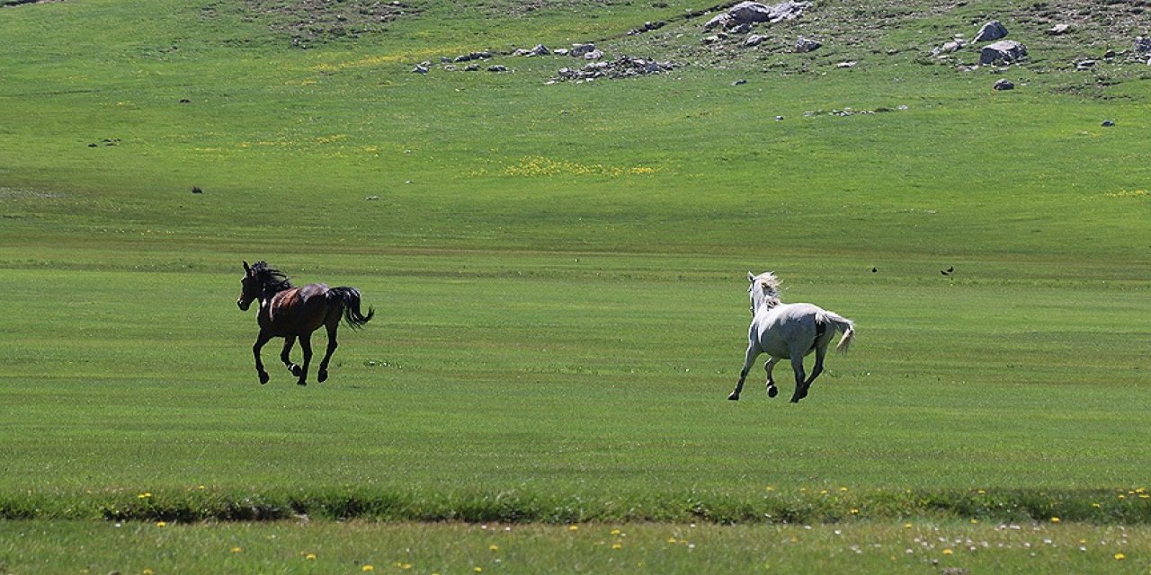 Konya’nın 1906 rakımlı yaylası yılkı atlarına ev sahipliği yapıyor