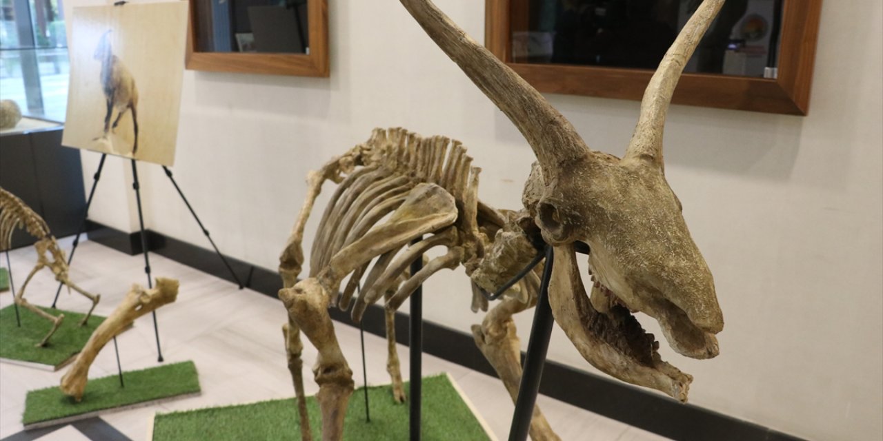 7,5 milyon yıllık fosiller sergilendi