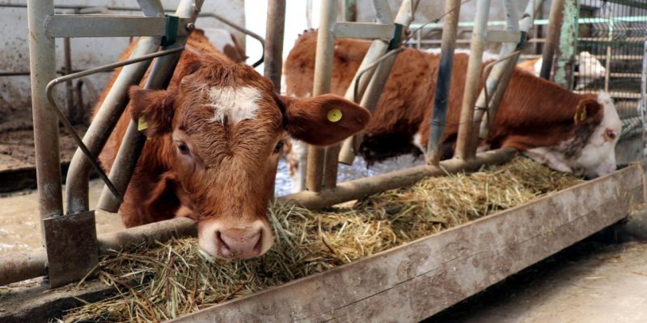 Tarım Bakanlığı açıkladı: Hayvancılık destekleri artırıldı