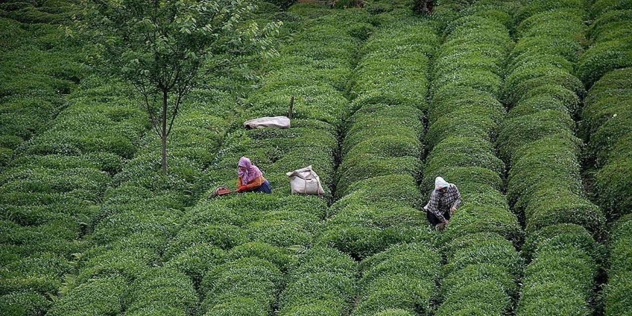 Çay üreticilerine destek ödemesi yapılacak