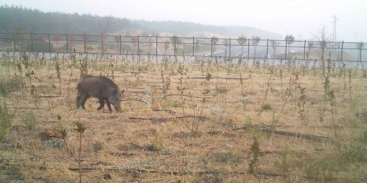 Konya’nın bir ilçesinde çiftçilerin başı domuzlarla dertte