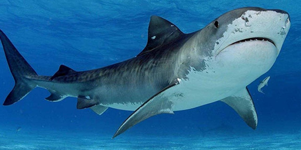 Kızıyla yüzen kadın köpek balığı saldırısında öldü