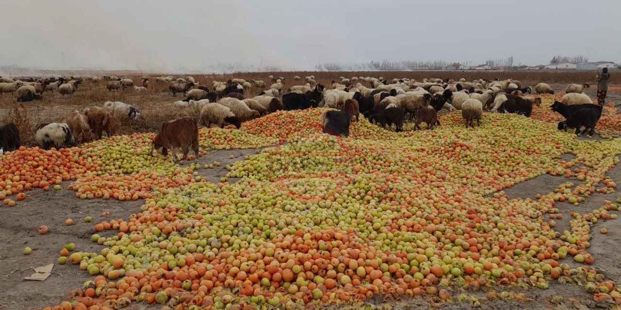 Konya’da kasa kasa domates tarlaya döküldü