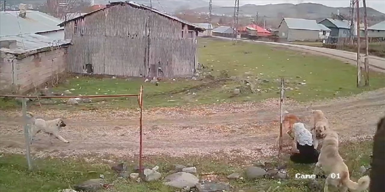 Sokak köpekleri yaşlı kadına böyle saldırdı