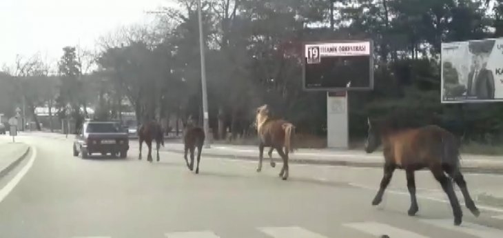 Böylesi görülmedi! Atları otomobiline bağlayarak şehir merkezinde koşturdu