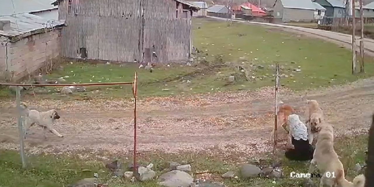 Köpek saldırısında yaralanan yaşlı kadın, korku dolu anları böyle anlattı