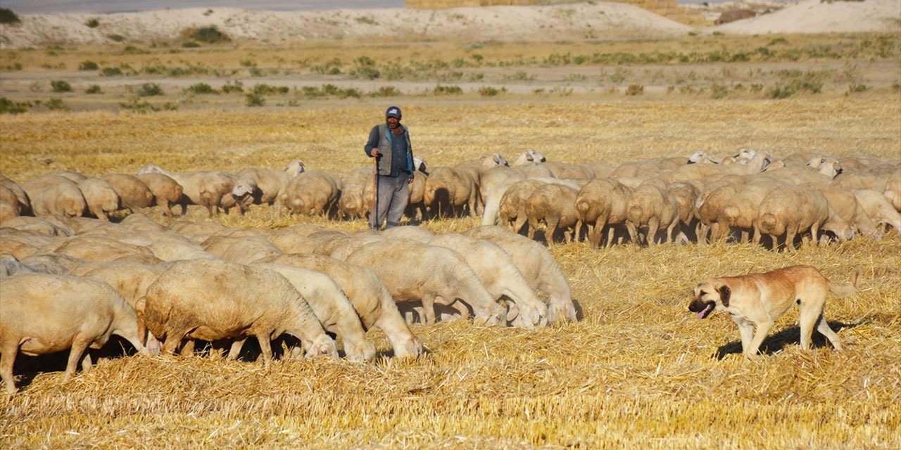 İkiz doğum oranı yüksek koyunları en çok Konya tercih ediyor