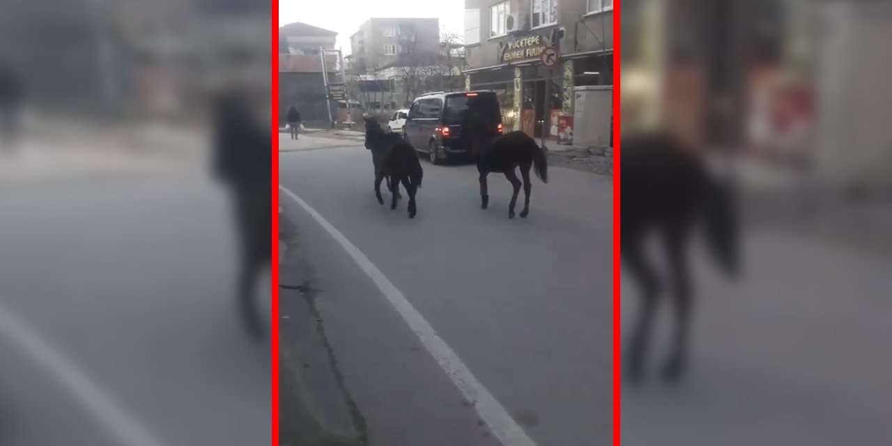 Başıboş atlar trafikte sürücülere zor anlar yaşattı