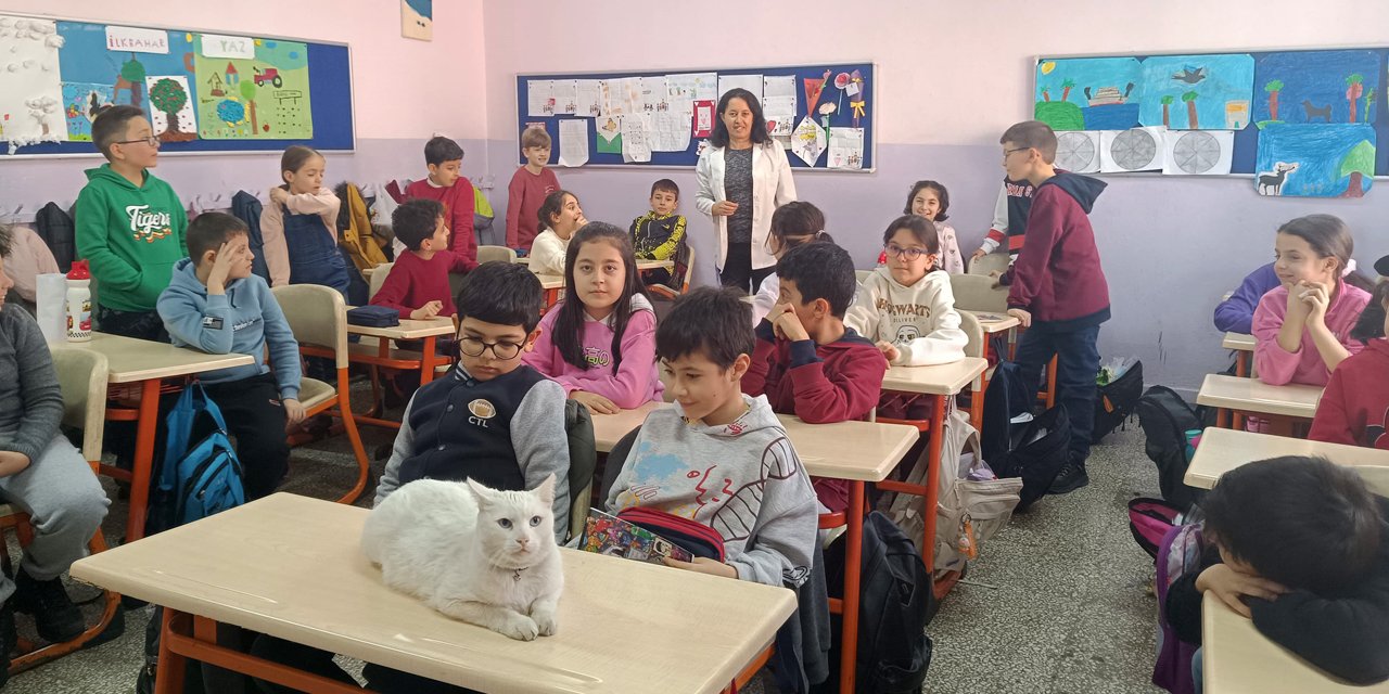 Çakıl isimli kedi, 6 yıldır her gün okula gelip ders dinliyor