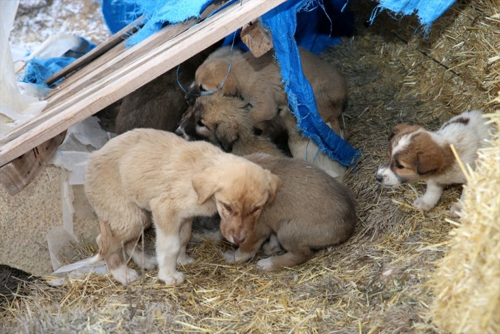 Yaylada ölüme terk edilen 26'sı yavru 28 köpeğe Belediye sahip çıktı